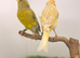 2 pair of canary’s fit and healthy