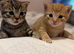 X2 Gorgeous Tabby Male Kittens