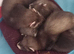 Polecat kits for sale