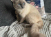 Pure breed ragdoll and a half breed ragdoll