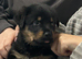 Rottweiler x german shepherd