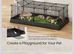 Two male guinea pigs