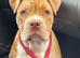 American bull breed