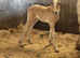 Welsh d x cob buckskin filly