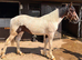 Light / sports cob