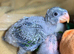 Hand-Reared Derbyans
