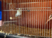 Canaries for sale