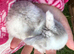 Beautiful mini lop babies