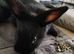 Rex x Californian White Litter 4 BUCKS AVAILABLE