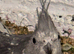Cockatiels female