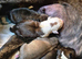 10 Beautiful american bulldog/staffy