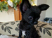 REDUCED Chihuahua Puppies READY NOW