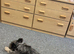 Fluffy French bulldog
