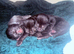 Two beautiful Bombay kitties