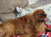 Cavalier King Charles Spaniel Puppies