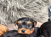 Yorkshire Terrier puppy