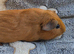 3 teddy cross boys available
