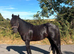 Black cob gelding