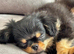 2 beautiful apple head chihuahau boys