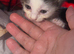 2 Kittens looking for new home