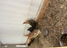 Trio of Ginger Oxford Game Bantams