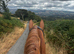 Alfie! 16.2hh 6 year old gelding!