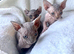3 Sphynx babies left!