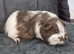 Guinea pig sisters, 3 months old
