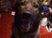 German shepherd 7 years old