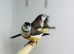 Owl finch
