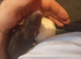 Two male young rats