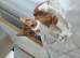 Kitten for sale