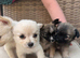 Micro teacup chilhuhaha and Pomeranian mix