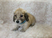 Cream long haired miniatures READY NOW