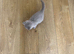 Lovely British shorthair kittens