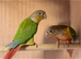 Proven many times pineapple conures