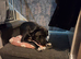 Blue Female Cane Corso