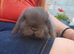 Mini lop baby