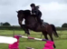All rounder - hunter / jumper