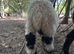 Valais blacknose wether lamb