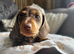  Micro-Chipped & Fully Vet-Checked Miniature Dachshund Boys – Ready This Weekend!