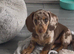 Ready to leave KC registered miniature dachshunds