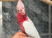 Friendly Baby Handreared Super Tame Cuddly Lutino Galah Cockatoo Parrot,27