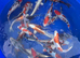 High quality koi