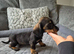 5 Wired-Haired Dachshund Puppies for Sale