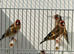 Goldfinch males available ioa rings
