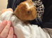 Two female baby guinea pigs