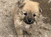 Papillon x Chihuahua Puppies