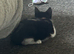 Tabby male kitten