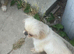 D KC reg Pekingnese girl 3 years white bi colour